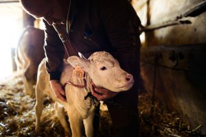 Animaux de la ferme vétérinaire