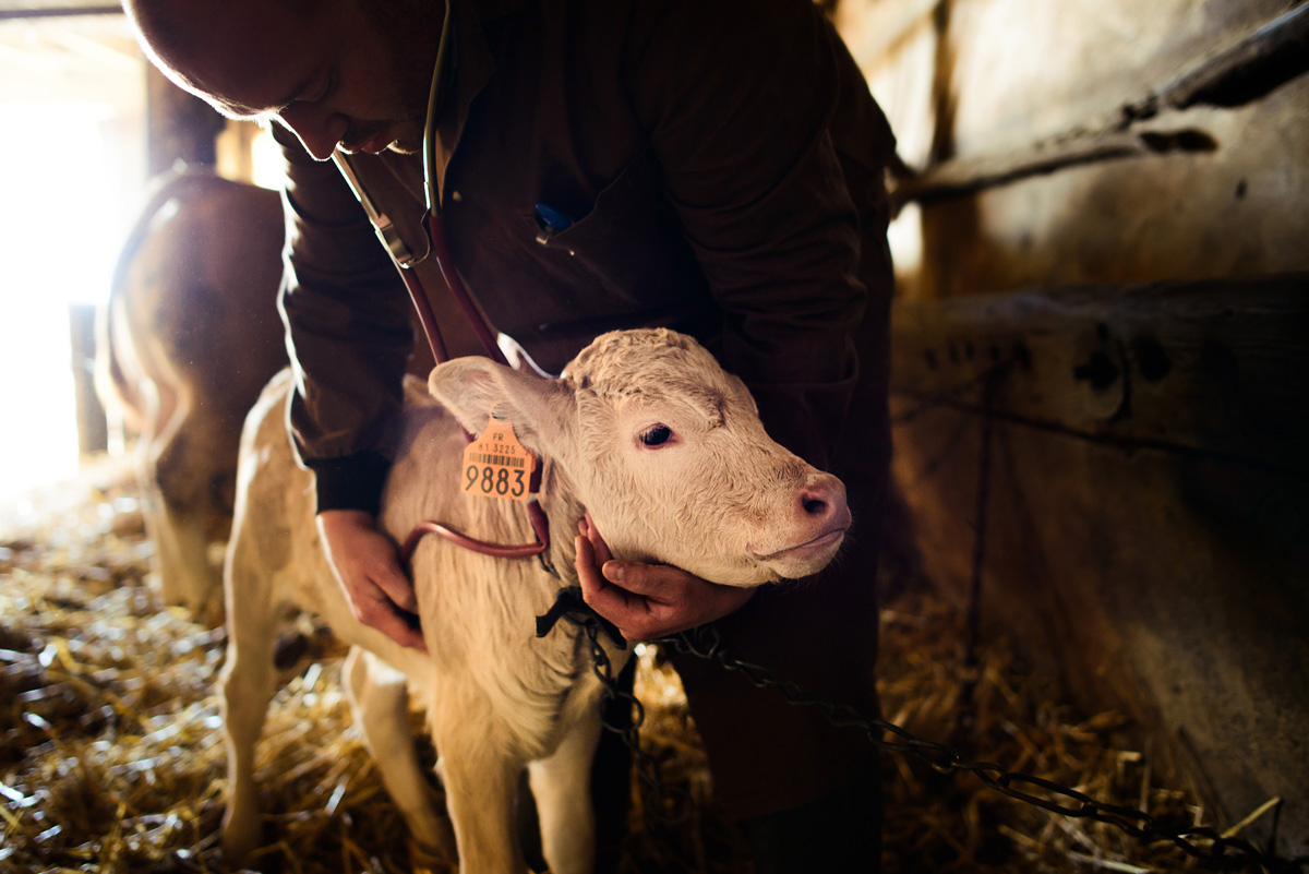 Vétérinaire avec animaux de la ferme - 71471